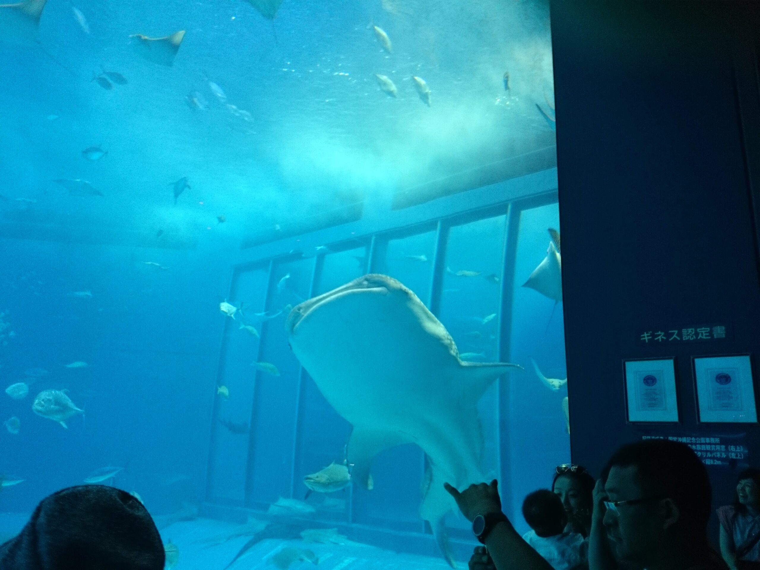 イルカと触れ合い・美ら海水族館・ハートロックと名所巡りの沖縄二日目