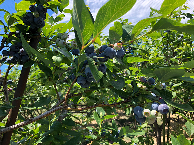 川崎市麻生区の観光農園「アグ里やまかげ」にて家族でブルーベリー収穫体験
